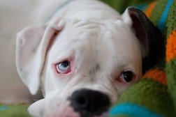 Выездная ветеринарная клиника Зоомир, с рейтингом 5 - находится по адресу Саратовская область, Энгельс, 413100, Трудовая улица, 12/3 