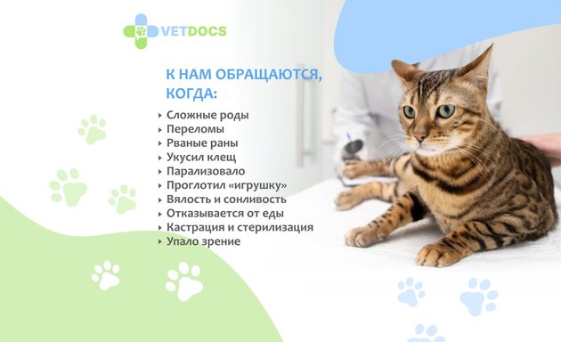 Удаление когтей у кошек в Пушкино – Онихэктомия кошке: 4 ветеринарных  клиники, 495 отзывов, фото – Zoon.ru