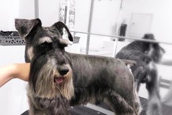 Зоосалон Magic groom, с рейтингом 3 - находится по адресу Санкт-Петербург, Дубковское шоссе, 34 