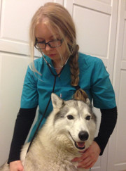 Ветеринарный гастроэнтеролог, ветеринар Кристина Александровна Оводова