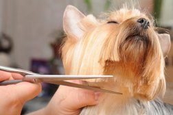 Зоосалон Алиса грум, с рейтингом 4.6 - находится по адресу Волгоград, улица Николая Отрады, 24А 