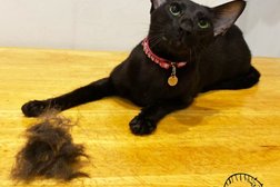 Отель для котов Терракот, с рейтингом 3.9 - находится по адресу Краснодар, 1-й Сормовский проезд, 124 