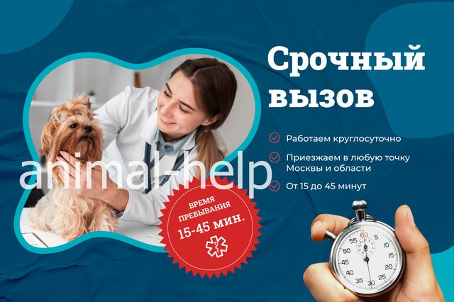 Квалифицированные ветеринарные врачи клиники «VETNA» примут ваших животных в Москве