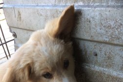 Приют для животных Добрые руки, с рейтингом 2.9 - находится по адресу Томская область, д. Новомихайловка, Колхозный переулок, 1 