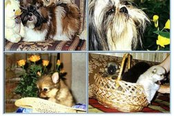 Клуб Кинология, с рейтингом 2 - находится по адресу Москва, Косинская улица, 26а 