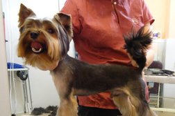 Зооветеринарный центр Корги vet, с рейтингом 3.4 - находится по адресу Воронеж, Ленинский проспект, 18 