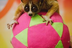 Компания по организации праздников Робин Гуд, с рейтингом 5 - находится по адресу Владивосток, улица Анны Щетининой, 21 