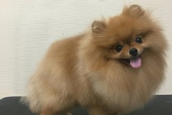 Студия груминга Wolf grooming, с рейтингом 3.1 - находится по адресу Новосибирск, улица Родники, 1 