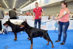 Питомник доберманов Ден Смайл, с рейтингом 3 - находится по адресу Москва 