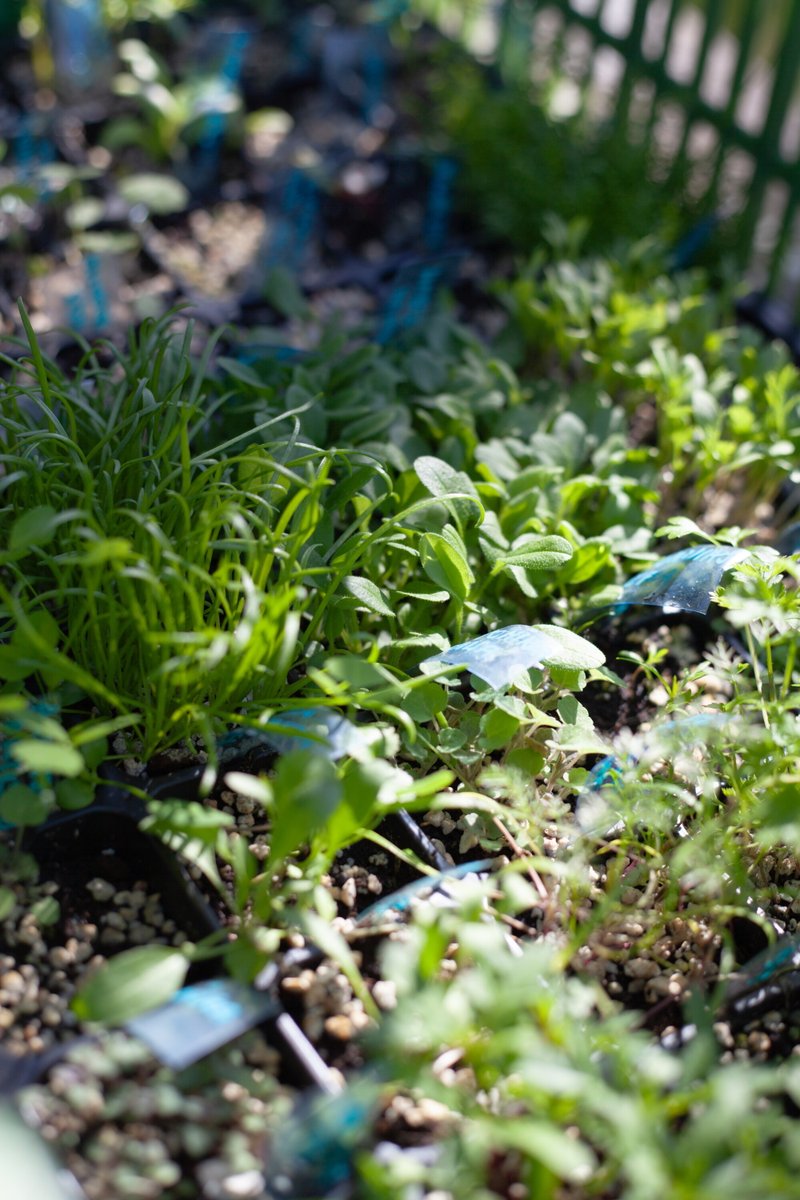 Рассада зелени