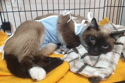 Ветеринарная клиника Астравет, с рейтингом 3.9 - находится по адресу Новосибирск, Горский микрорайон, 69 