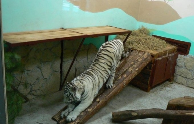 Зоопарк Екатеринбург Официальный Сайт Фото