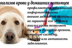 Ветеринарный центр Балу, с рейтингом 5 - находится по адресу Новосибирск, улица Владимировская, 13 