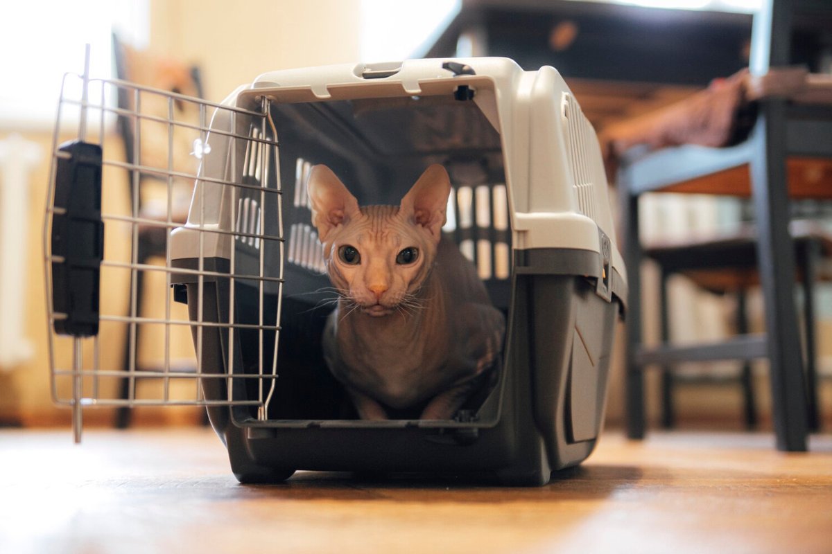 Кот породы сфинкс в открытой переноске