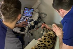 Ветеринарная клиника ZooCity, с рейтингом 3.2 - находится по адресу Республика Татарстан, Казань, улица Кул Гали, 24 