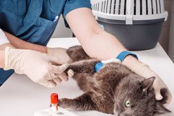 Ветеринарная клиника Мечта, с рейтингом 5 - находится по адресу Московская область, Балашиха, микрорайон Железнодорожный, Советская улица, 20 