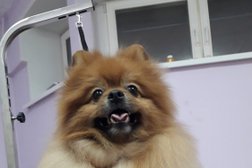 Зоосалон Артемон, с рейтингом 3.4 - находится по адресу Архангельск, улица Логинова, 53 