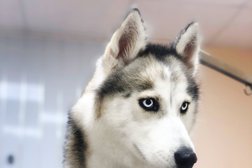 Зоосалон Animal Beauty Centre, с рейтингом 3.5 - находится по адресу Ставрополь, 50 лет ВЛКСМ, 87 