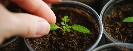 Пикировка рассады: что это, для чего нужно и как правильно проводить