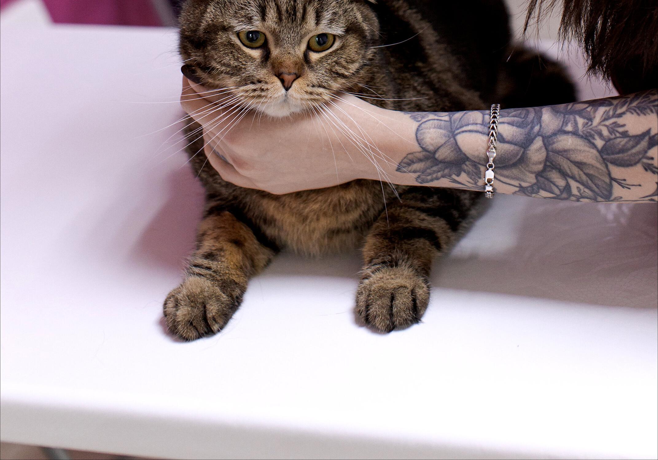 Клиника ветеринарной медицины и репродукции Заботавет🐶🐱 отзывы, фото ...