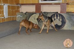 Кинологическая служба Лис, с рейтингом 3.2 - находится по адресу Санкт-Петербург, Большой проспект В.О., 89 