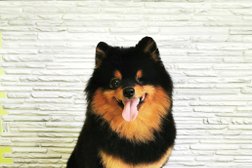 Зоосалон Groom174, с рейтингом 4.5 - находится по адресу Челябинская область, Копейск, проспект Победы, 16Б 