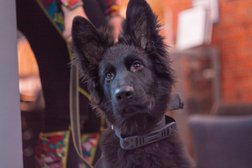 Клуб для собак Class & Fit, с рейтингом 4.4 - находится по адресу Москва, Ленинградский проспект, 30с2 