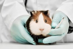 Выездная ветеринарная клиника Айболит, с рейтингом 5 - находится по адресу Саратовская область, Энгельс, Красноярская улица, 5Б 