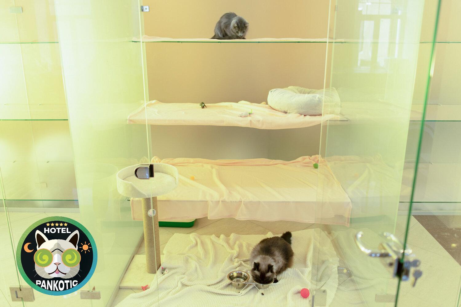 Кошачий отель PANKOTIC - отзывы, фото, цены, телефон и адрес ...