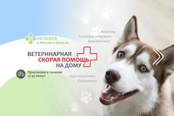 Ветеринарная служба Vetdocs, с рейтингом 4.7 - находится по адресу Московская область, Одинцовский городской округ, Голицыно, Виндавский проспект, 16А 