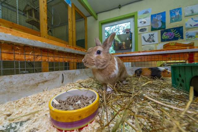 ZOO-mini, контактный зоопарк на Спортивной улице в Долгопрудном: отзывы,  фото, цены, телефон и адрес - Zoon.ru