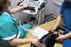 Ветеринарная клиника Зооветсервис, с рейтингом 3.1 - находится по адресу Великий Новгород, Черепичная улица, 23 