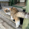 фото от пользователя Мария в отзыве о ветеринарной клинике Zoohospital на улице Верхние Поля