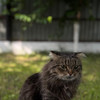 фото от пользователя Татьяна Коннова в отзыве о ветеринарной клинике Дейли на Российской улице, 55а