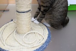 Зоогостиница для животных Cat, с рейтингом 4 - находится по адресу Саратов, СНТ Чайка-2, 216 