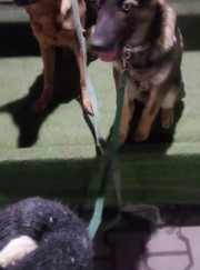 Кинолог Анна Сергеева Кузьменко