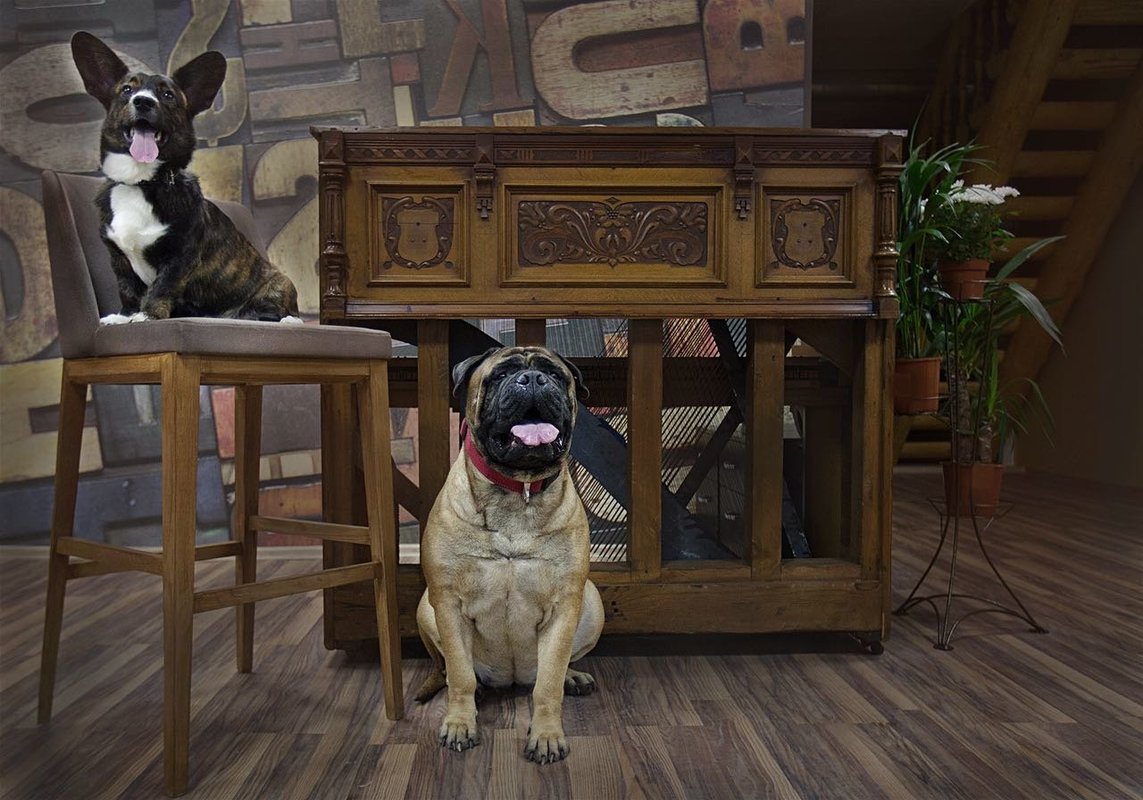 Friends for pets москва. original 5aab692dc91903493b3b7dee 5aafa258cebe8. Friends for pets москва фото. Friends for pets москва-original 5aab692dc91903493b3b7dee 5aafa258cebe8. картинка Friends for pets москва. картинка original 5aab692dc91903493b3b7dee 5aafa258cebe8. Если при каждой поездке на отдых Вы не знаете куда пристроить Вашего любимца и хотите, чтобы он провёл это время с наслаждением и пользой, то Вам в нашу VIP гостиницу для животных «Friends for Pets»! Friends for pets москва. original 5aab692dc91903493b3b7dee 5aafa258cebe8. Friends for pets москва фото. Friends for pets москва-original 5aab692dc91903493b3b7dee 5aafa258cebe8. картинка Friends for pets москва. картинка original 5aab692dc91903493b3b7dee 5aafa258cebe8. Если при каждой поездке на отдых Вы не знаете куда пристроить Вашего любимца и хотите, чтобы он провёл это время с наслаждением и пользой, то Вам в нашу VIP гостиницу для животных «Friends for Pets»!