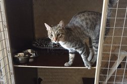 Гостиница для животных ZooHotel, с рейтингом 4.1 - находится по адресу Тула, Рязанская, 44а/3 