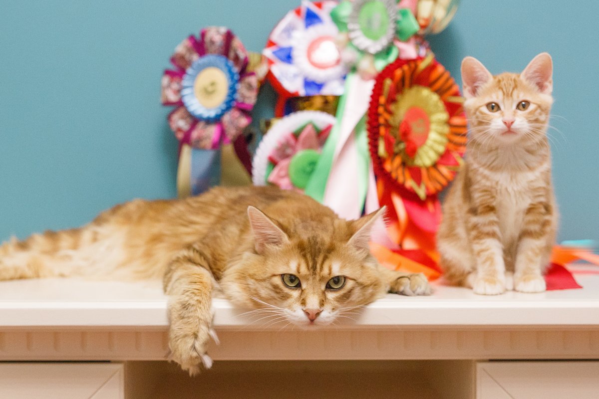 фотография Питомника курильских бобтейлов Moy Meow в Реутове