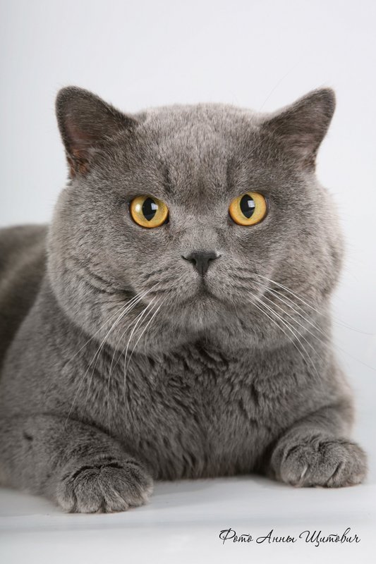 Сколько живут британцы кошки
