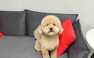 фотография работы ветеринара Ольги Туевой