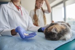Станция скорой ветеринарной помощи и зоогостиница Любимец, с рейтингом 4 - находится по адресу Москва, Хорошёвское шоссе, 72 к1 