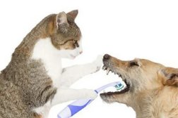 Ветеринарная клиника Здоровый Питомец, с рейтингом 3.2 - находится по адресу Челябинск, улица Худякова, 6 