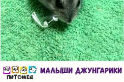 Зоомагазин Питомец, с рейтингом 5 - находится по адресу Ярославская область, Рыбинск, улица 9 мая, 7 