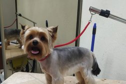 Зоопарикмахерская Бьюти Дог, с рейтингом 5 - находится по адресу Москва, Маленковская улица, 30 