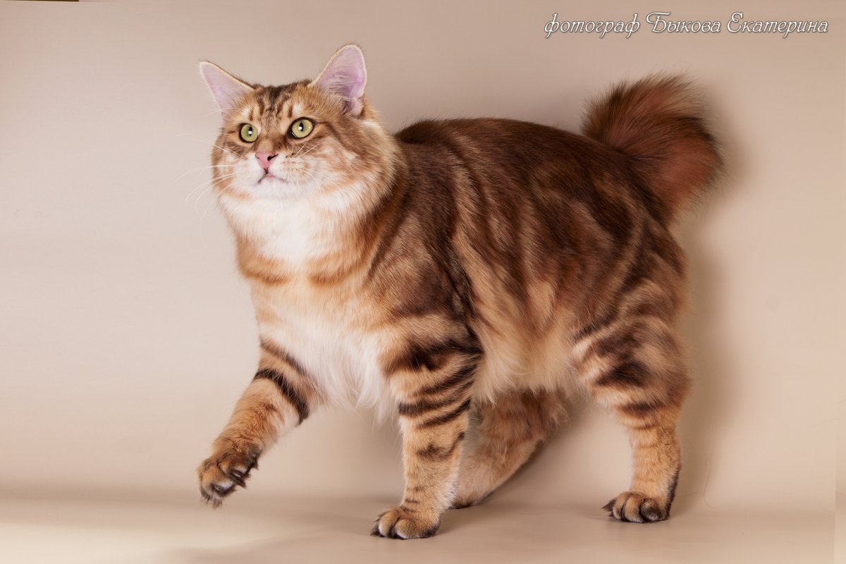фотография Питомника курильских бобтейлов Moy Meow в Реутове