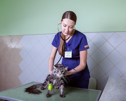 фотография Ветеринарной клиники Живая планета на улице Свердлова