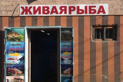 Магазин Живая Рыба, с рейтингом 3.9 - находится по адресу Дагестан, Дербент, 360608, улица Орджоникидзе, 3 