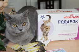 Котёнок Гав, с рейтингом 2.9 - находится по адресу Белгород, улица Губкина, 20 