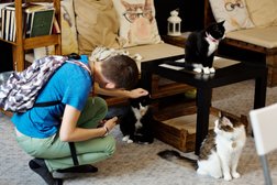 Приют для животных Время котов, с рейтингом 4 - находится по адресу Иркутск, улица Марии Ульяновой, 7 